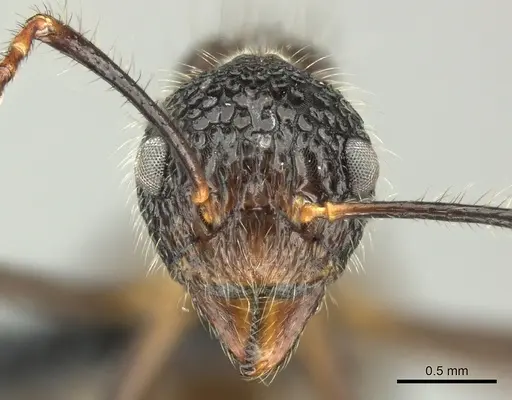 Dolichoderus indrapurensis specimen