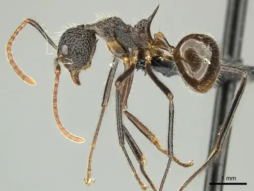 Dolichoderus indrapurensis specimen