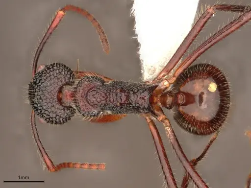 Dolichoderus indrapurensis - CASENT0866522