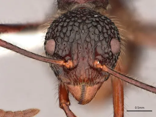 Dolichoderus indrapurensis - CASENT0866522