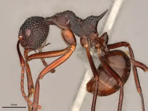 Dolichoderus indrapurensis - CASENT0866522