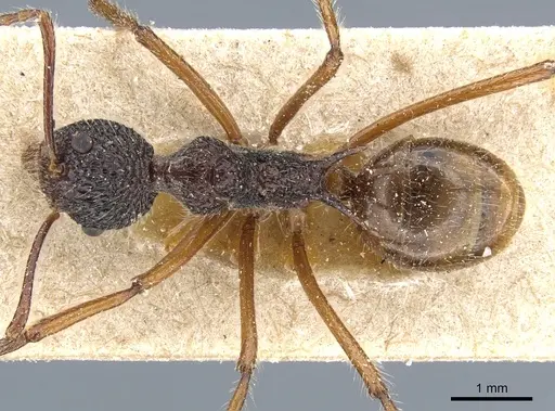 Dolichoderus indrapurensis - CASENT0905014