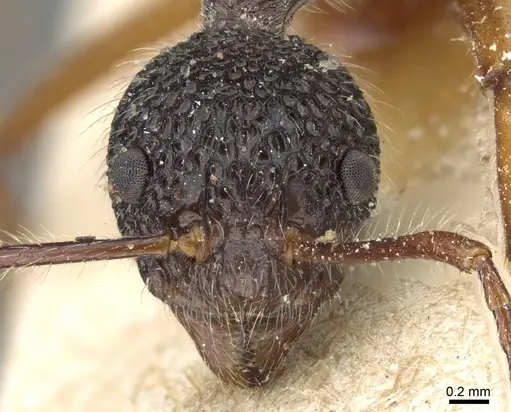 Dolichoderus indrapurensis - CASENT0905014