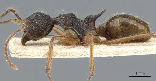 Dolichoderus indrapurensis - CASENT0905014
