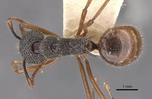 Dolichoderus indrapurensis - CASENT0909483