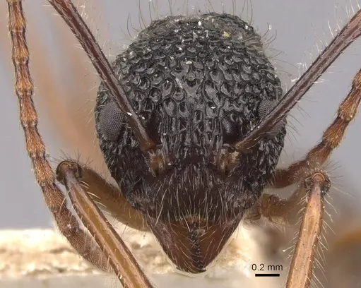 Dolichoderus indrapurensis - CASENT0909483