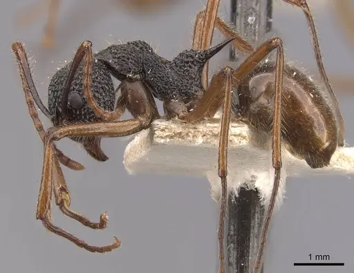 Dolichoderus indrapurensis - CASENT0909483