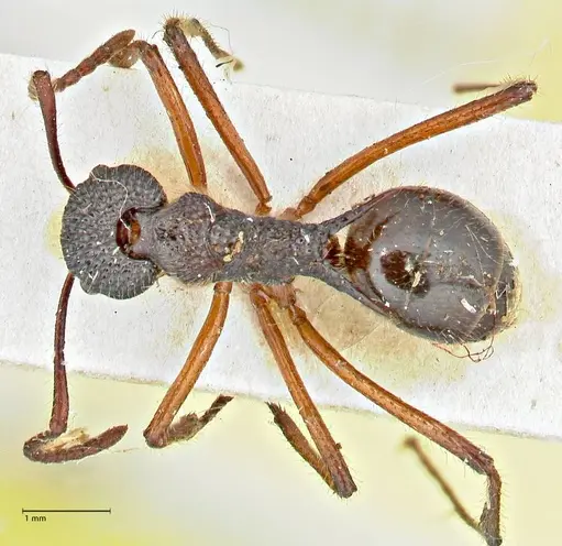 Dolichoderus indrapurensis - FOCOL2768