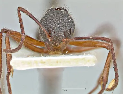 Dolichoderus indrapurensis - FOCOL2768
