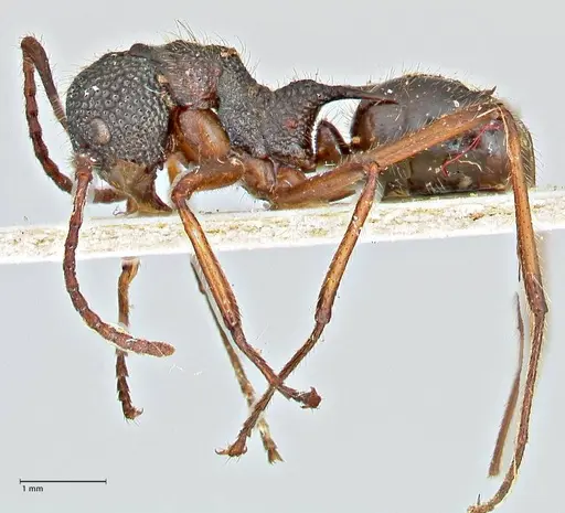 Dolichoderus indrapurensis - FOCOL2768