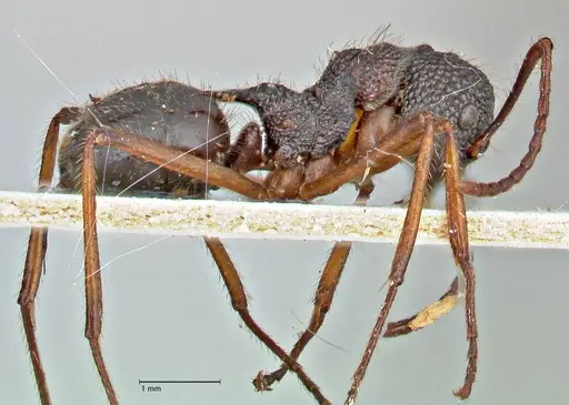 Dolichoderus indrapurensis - FOCOL2768