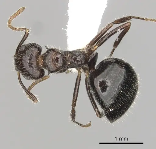 Dolichoderus inermis specimen