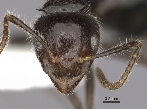 Dolichoderus inermis specimen