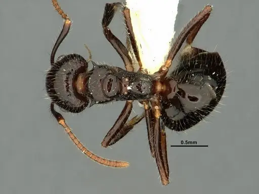 Dolichoderus inermis - CASENT0637892