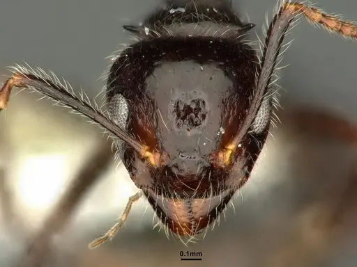 Dolichoderus inermis - CASENT0637892