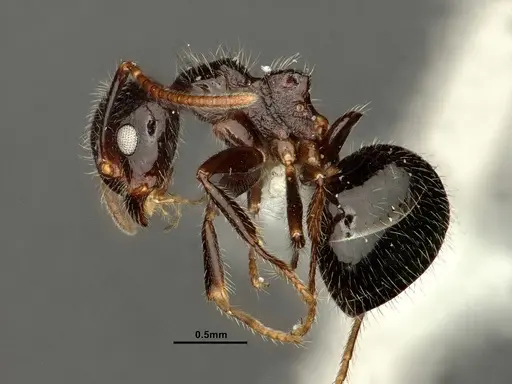 Dolichoderus inermis - CASENT0637892