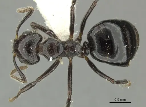 Dolichoderus inermis - JTLC000001355