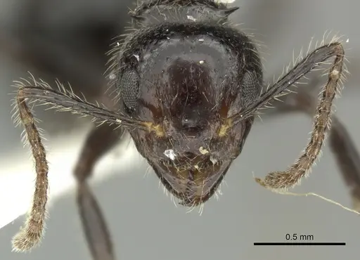Dolichoderus inermis - JTLC000001355