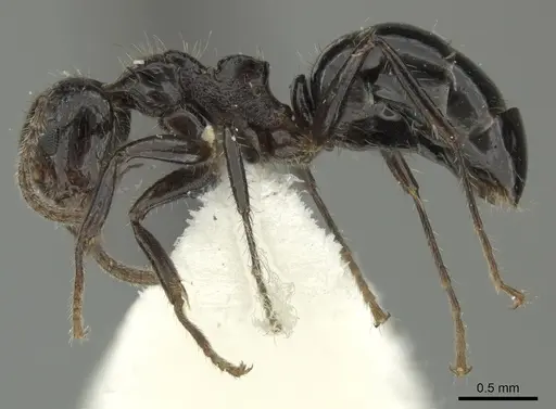 Dolichoderus inermis - JTLC000001355