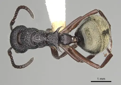 Dolichoderus inferus specimen