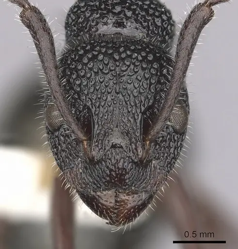 Dolichoderus inferus specimen