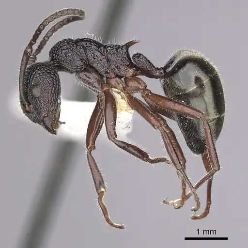 Dolichoderus inferus specimen