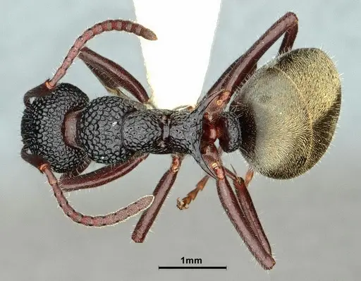 Dolichoderus inferus - CASENT0886068