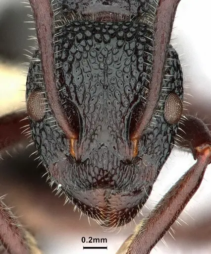 Dolichoderus inferus - CASENT0886068