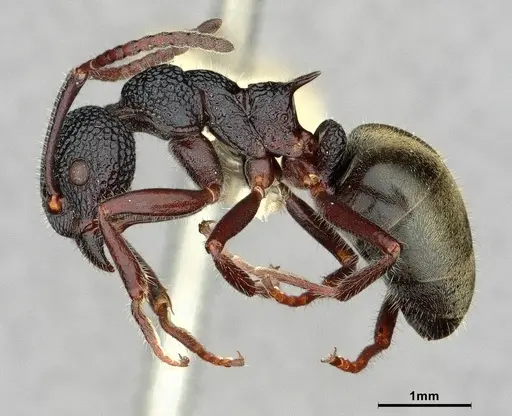 Dolichoderus inferus - CASENT0886068