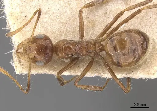 Dolichoderus jacobsoni specimen