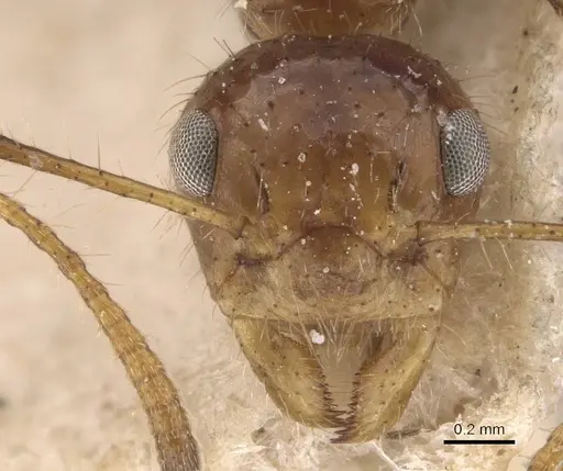 Dolichoderus jacobsoni specimen