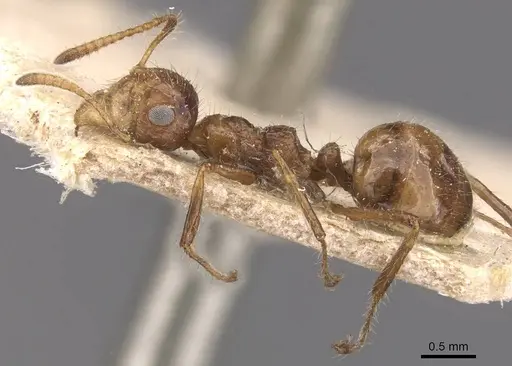 Dolichoderus jacobsoni specimen