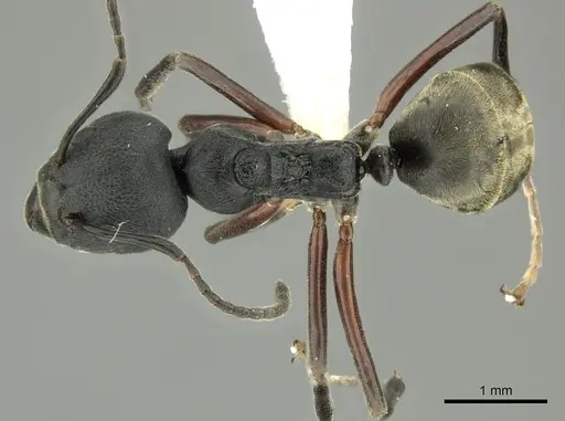 Dolichoderus kinabaluensis specimen