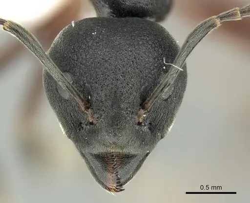 Dolichoderus kinabaluensis specimen