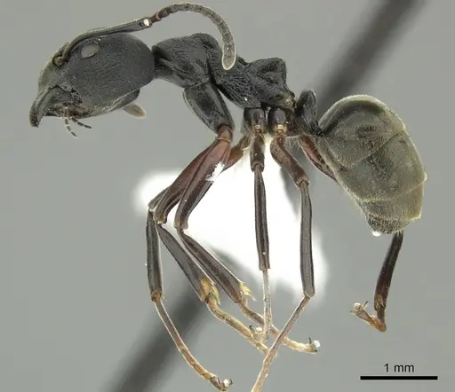 Dolichoderus kinabaluensis specimen