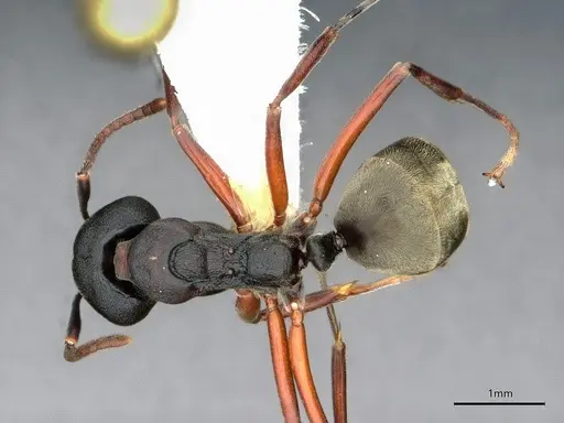 Dolichoderus kinabaluensis - CASENT0886016