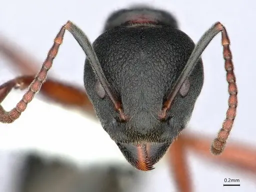 Dolichoderus kinabaluensis - CASENT0886016