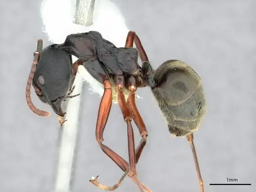 Dolichoderus kinabaluensis - CASENT0886016