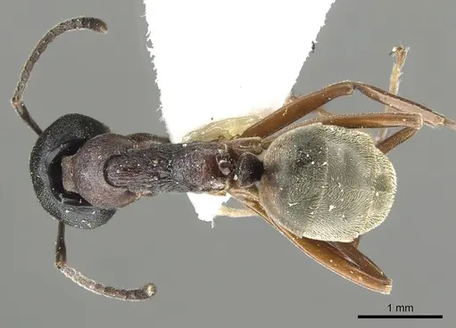 Dolichoderus kinabaluensis - CASENT0902965