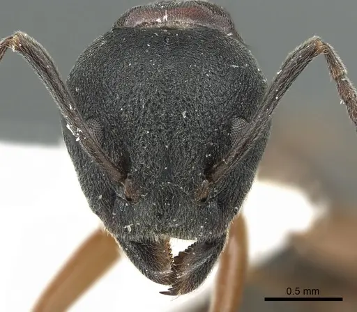 Dolichoderus kinabaluensis - CASENT0902965