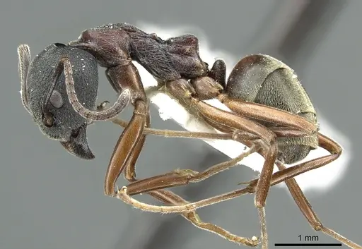 Dolichoderus kinabaluensis - CASENT0902965