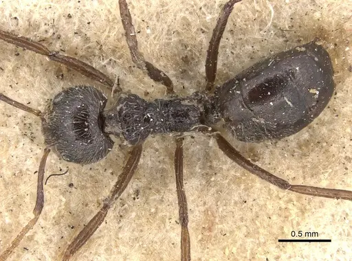 Dolichoderus lactarius specimen