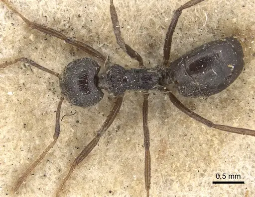 Dolichoderus lactarius specimen