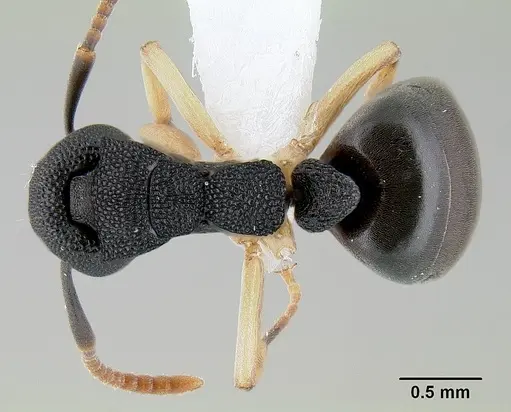 Dolichoderus lamellosus specimen