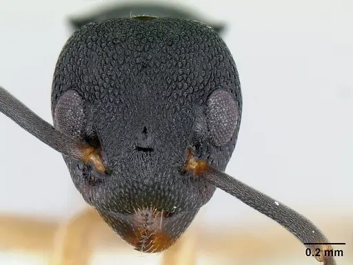 Dolichoderus lamellosus specimen