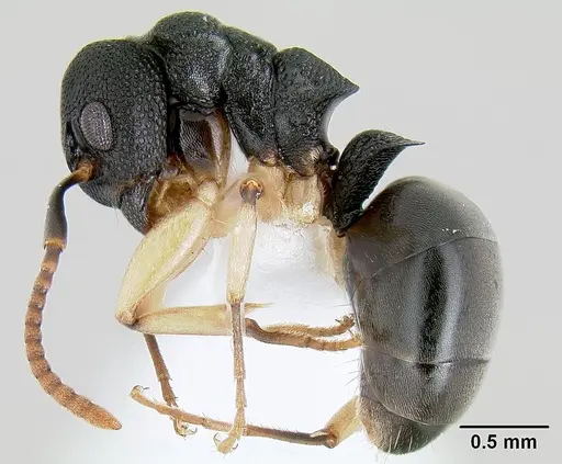 Dolichoderus lamellosus specimen