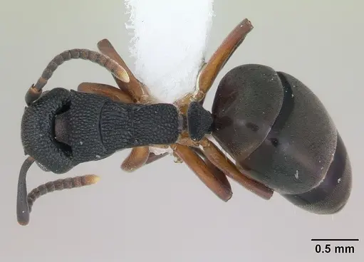 Dolichoderus lamellosus - CASENT0173838