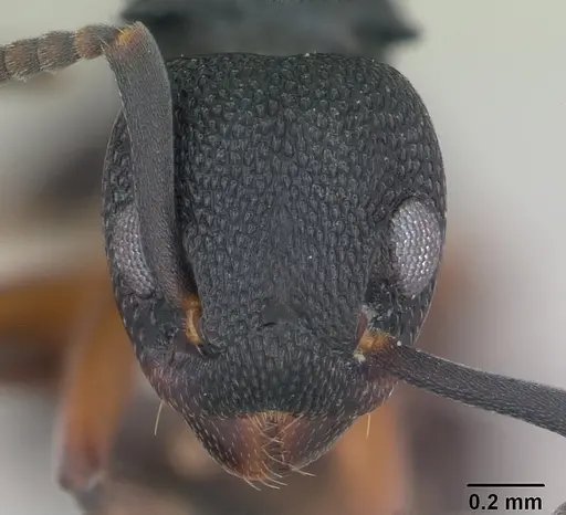 Dolichoderus lamellosus - CASENT0173838