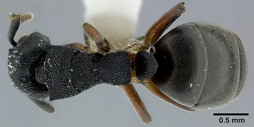 Dolichoderus lamellosus - CASENT0246570