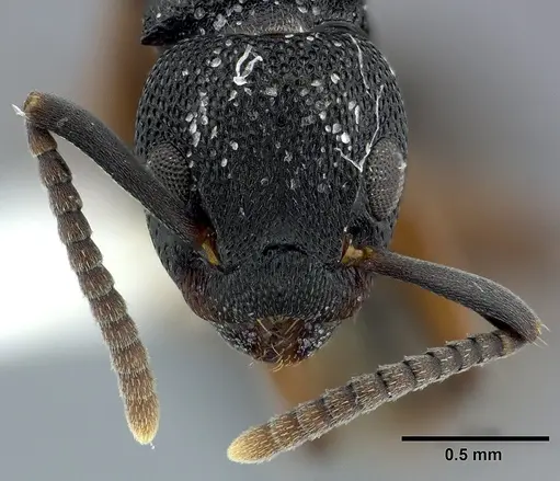 Dolichoderus lamellosus - CASENT0246570